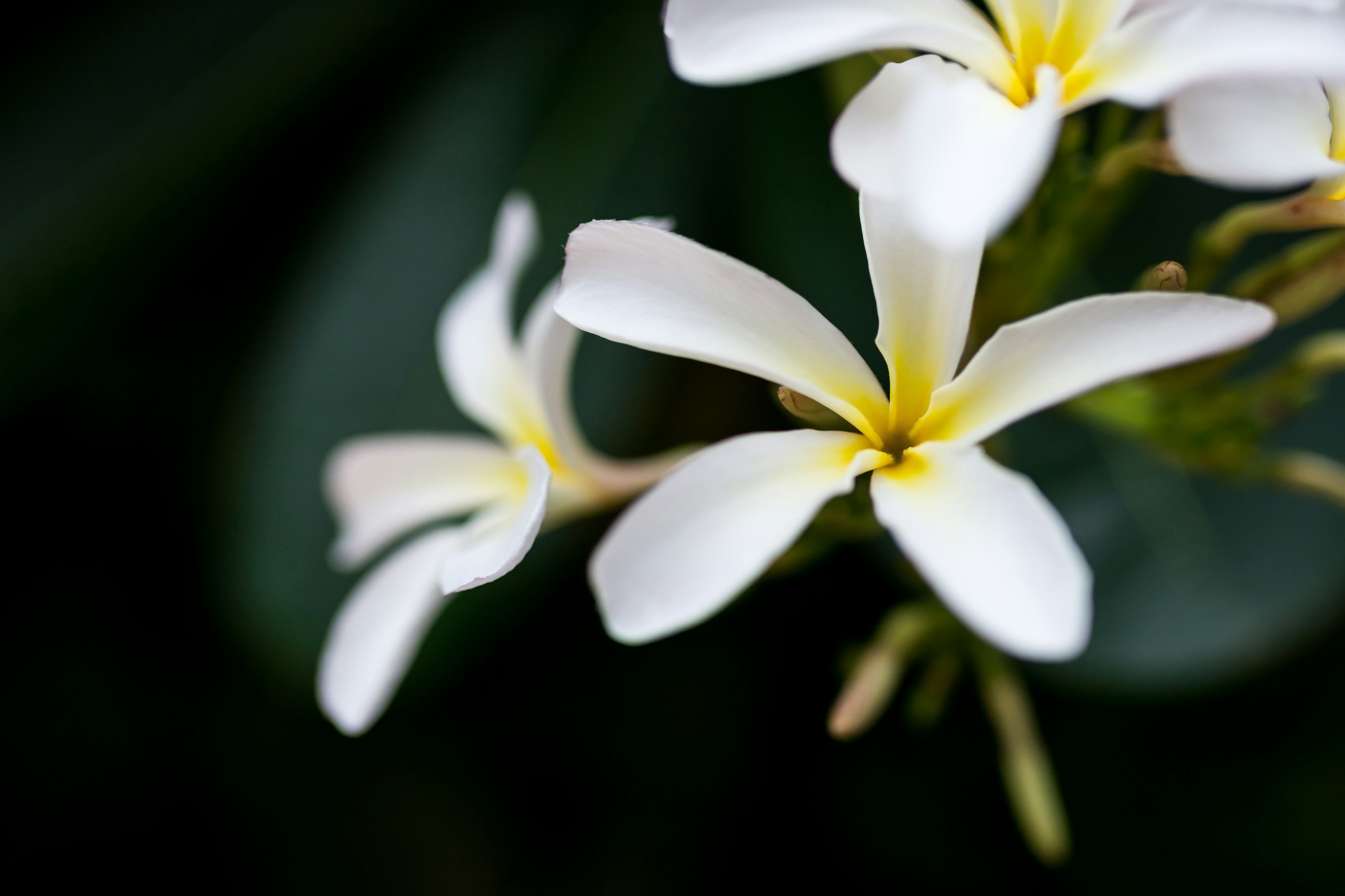 white orchid flowers